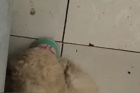 爱钻鞋的小狗狗