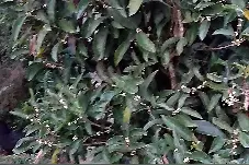 想你了，我的好哥哥视频封面