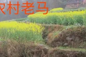 冬季到来   花椒树冬剪有危害，看看这里老百姓冬季是怎管理的视频封面