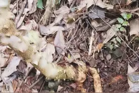 箭血飞采集中视频封面
