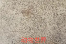 大雨停后就会出现的虫子 ，而且几分钟就会把自己的翅膀去掉~o