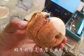 蜗牛应该是代表安居乐业的意思视频封面