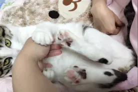 猫咪露出肚肚给摸，突然使劲蹬腿，又闻手那表情…懵了太可爱了！