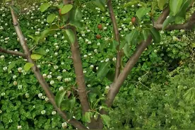 河南盛德生物科技有限公司植物源杀虫剂，广谱型，一药三效零残留