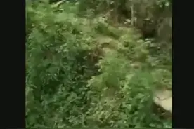 广西容县名人视频封面