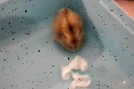 仓鼠走路晃晃的眼睛眯着是什么情况？在线急