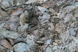 江西南昌无人可知的山谷内松树被盗取松胶伤痕累累，松塔遍地是。视频封面