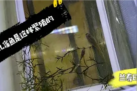 你们亲眼见过孔雀鱼公鱼和母鱼是如何繁殖的吗？我居然全程拍了下视频封面