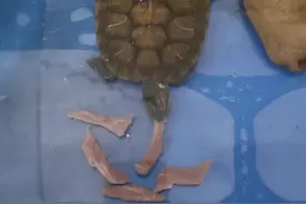 巴西龟吃什么？吃瘦肉、肥肉、河虾，吃菜叶、绿萝铜钱草，啥都吃