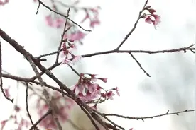 泰剧: mark主演的泰国古装剧城之源插曲《等爱的心》太好听了视频封面