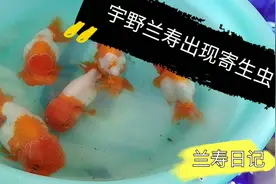 兰寿种鱼出事了！体表发现了鱼虱子寄生虫，看着就浑身起鸡皮疙瘩