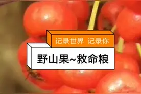 救命粮，书名：火棘果。别名：火把果，火焰果，赤阳子。