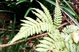 彼岸花原植物中药石蒜，可用于食物中毒，皮肤顽癣，关节痛，抗癌