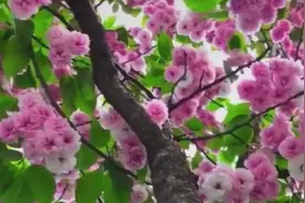 百花争艳，隔着屏幕就能嗅到那醉人的花香。视频封面
