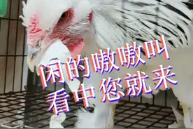 天天早上打鸣“嗷嗷的”，大青年婆罗门公鸡