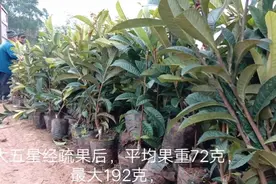 大五星枇杷:是目前国内果实最大最优良的枇杷品种，视频封面