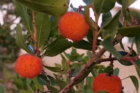 是不是杨梅，果实和树叶很像视频封面