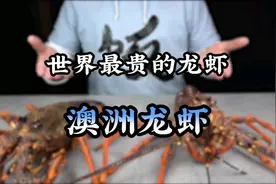 世界上最贵的龙虾澳洲龙虾视频封面