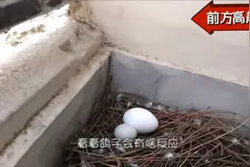 飞来一只野鸽子在房角下蛋，放个鸡蛋在里面，看看鸽子啥反应