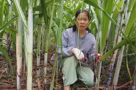 甘蔗长得好快，几天就要剥叶子。