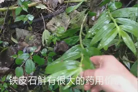 集善周勇:做梦不好怎么办？反手用梦花枝打结，石斛作用很大视频封面