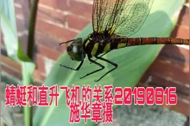 蜻蜓和直升飞机的互联互通，仿生学在科学中的实际运用，在智能化视频封面
