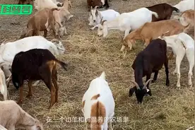 日本农场黑羊学人类行走，诱母鸡到屋内吃掉，羊真是魔鬼的化身？视频封面