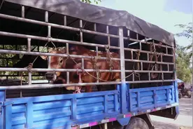 公牛当街顶伤群众 特警果断开枪处置图片