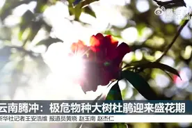 云南极危物种大树杜鹃迎来盛花期视频封面
