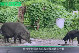 狗交配时两尾锁结30分钟无法中断，这么危险的动作为何没被淘汰视频封面