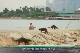 母猫发情时会大叫“求交配”，但交配后为何会惨叫然后攻击公猫？视频封面