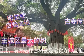 昭觉寺：5.1米粗菩提树，有昭觉寺最神奇的传说！听故事、观古寺视频封面