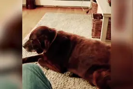 千万不要把猫和狗放在一起，因为很可能，狗的屁把猫熏吐视频封面
