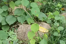 珍贵！金钱吊乌龟是很好的寓意植物，也是不可多得的蛇伤草药