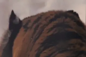 阿穆尔虎-世界上最大的大猫视频封面