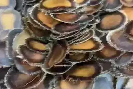 你知道鹿茸怎么做对人体最补吗？教你一招，赶紧收藏起来吧。视频封面