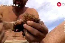 荒野求生：德爷戈壁上抓到一只刺猬，用火烧一下，吃着真香