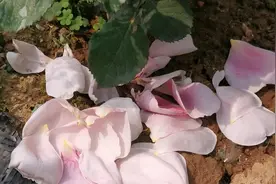 楼顶露台种植月季、绣球等花卉如何防晒？使用多少针遮阳网最合适