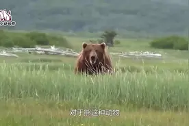 当熊混迹在俄罗斯，被人们当成宠物养，见到主人还会撒娇求抱抱视频封面