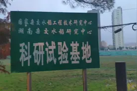 实拍袁隆平院士位于长沙的水稻基地，就是在这地神奇的土地上成长