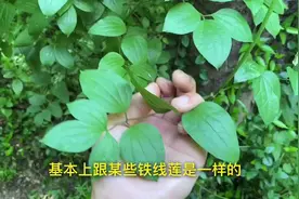 树林发现铁线莲、月季、紫藤的近亲植物，野生资源太丰富了