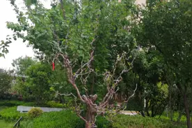 看看淄博新区绿化最好的小区视频封面