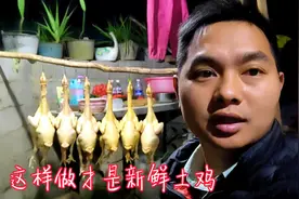 农村放养土鸡，全程直播杀鸡过程鸡好不好一目了然，真正放心土鸡