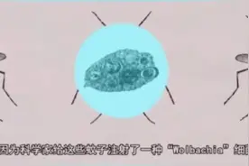 美国释放2000万只感染病毒的蚊子，目的真的很可怕