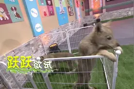 好让人羡慕，内蒙古赤峰市竟然有这么厉害的“养狼大户”