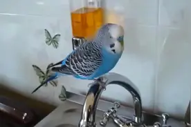 鹦鹉一直嘀嘀咕咕个不停，一句也听不懂，是在讲英文吗