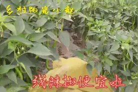 朋友种植大棚三十亩线椒，亩产六千斤以上，价格可观今年捞了一把