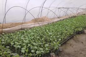 西瓜幼苗叶片出现病斑成片的死苗，别急，教你几招应对措施视频封面