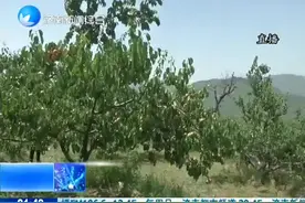 三月赏花五月摘杏 长清张夏万亩玉杏大丰收视频封面