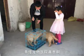 球球细小病毒住院6天治好，一共花了多少钱？小两口都觉得贵！